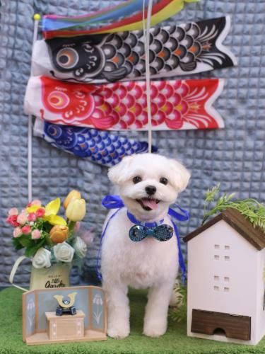 20230521まるちゃん